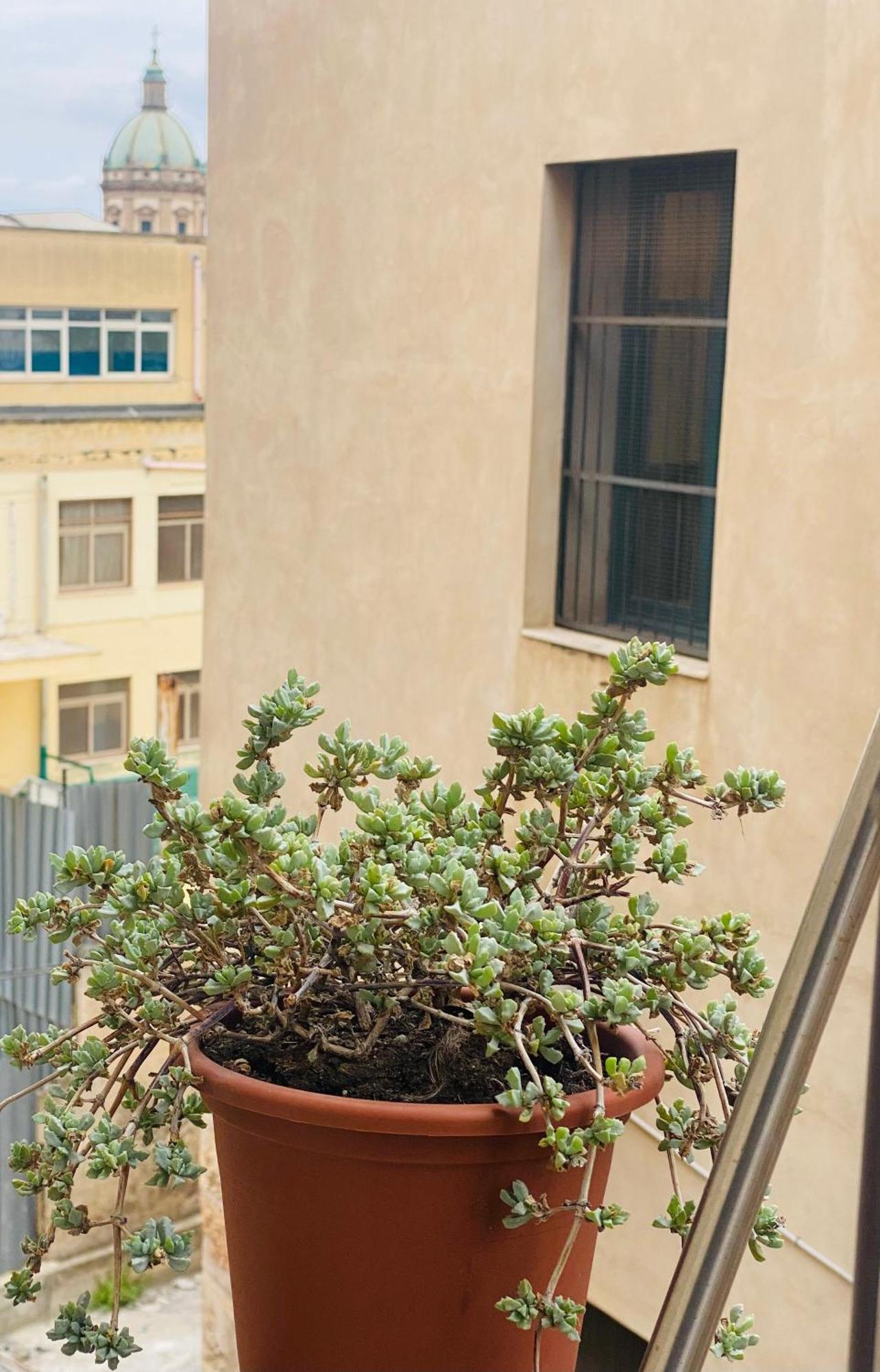 Suite Della Cattedrale Palermo Exteriör bild